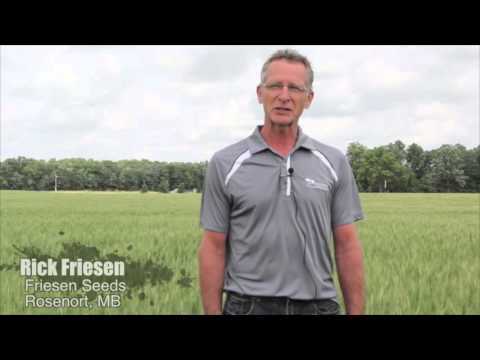 Friesen Seeds Ltd. video 1