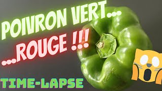 🌶Time-lapse vidéo POIVRON VERT/ ROUGE !!!!! 🙀 ( pepper green/red)
