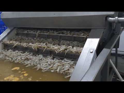 Raw Shrimp & Fish Washing Machine