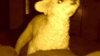 First 2011 dog hang out, funny