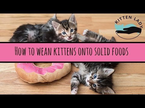 How to Wean Kittens