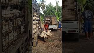 Download lagu panen ayam broiler#kandangayamclosehouse #shorts @boimhulahula841 mp3