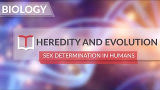 Class 10 - Biology - HEREDITY AND EVOLUTION - Sex determination in humans