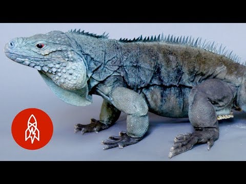 この美しい青いトカゲは絶滅に直面している (This Beautiful Blue Lizard is Facing Extinction)