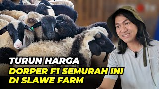 Download lagu Harga Domba Dorper F1 Semurah Ini Di Slawe Farm | @AGROTV9  mp3
