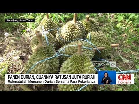 Cuan dan Wisata Petik Durian