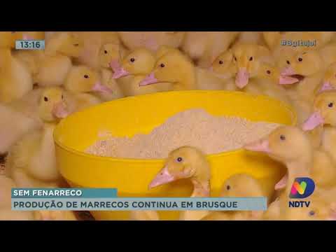 Brusque é um dos maiores criadouros de marreco do estado