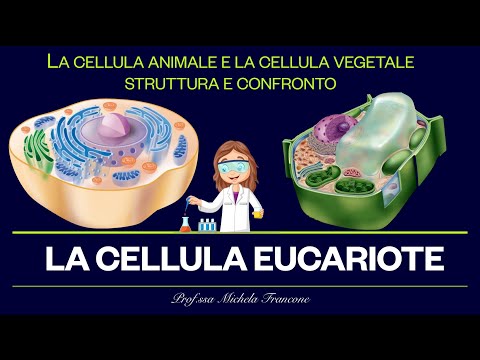 Com’è fatta la cellula? La cellula Eucariote - Animale e vegetale a confronto