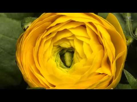 Jasper Street Company   Paradise   Mark Knight & Michael Gray Remix