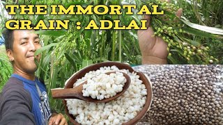 Adlai  - the Immortal grain|The best replacement for White Rice|benefits of eating Adlai grits