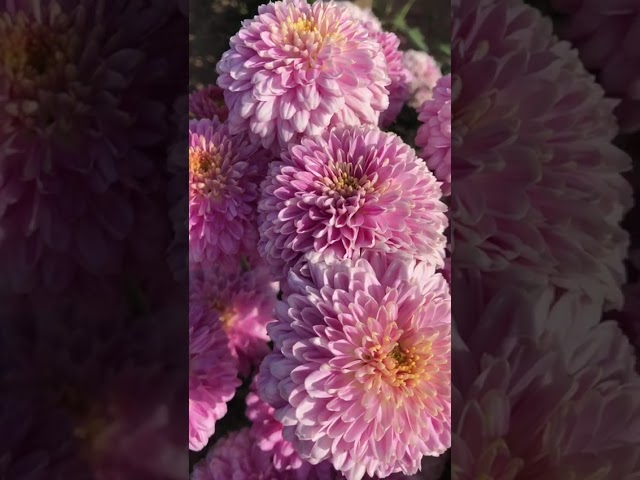 Стандарт поставки видео №1 Хризантема Столичная