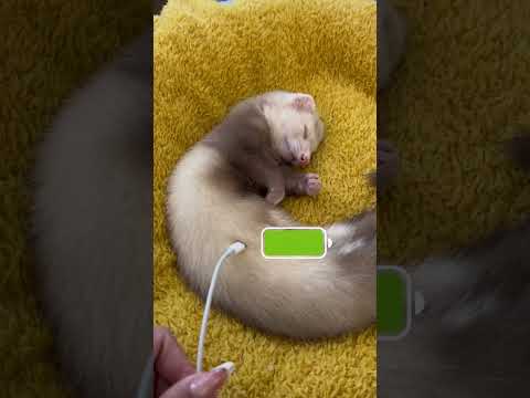 Hurones LOCOOOOSSSSS 😱😻 #hurones #chile #parati #love #foryou #fypシ #pets #viral #foryoupage