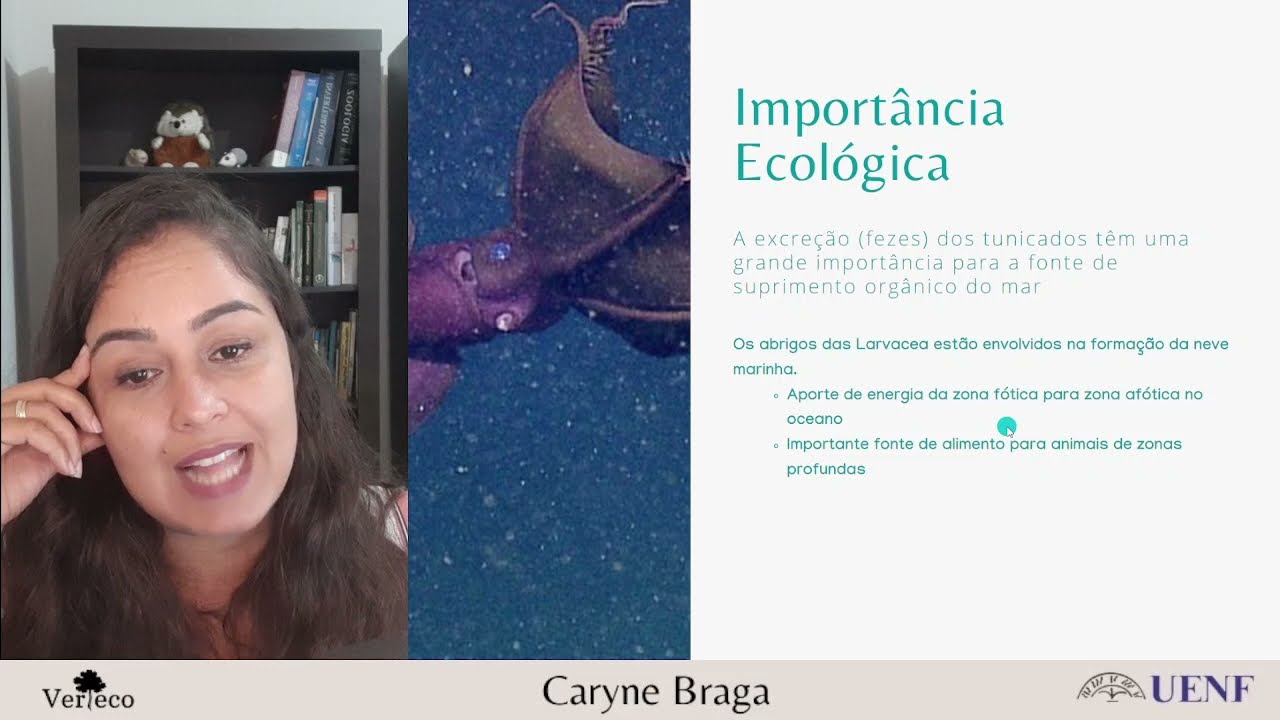 Introdução aos Cordados parte II: Cephalochordata e Urochordata