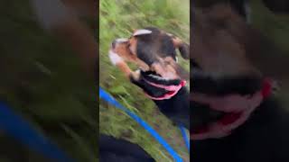Video preview image #1 Jack Russell Terrier Puppy For Sale in Sanford, FL, USA