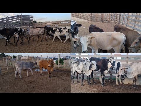 FEIRA DO GADO EM BELA VISTA GRANITO-PE, DIA 04/11/2025. #nordeste 