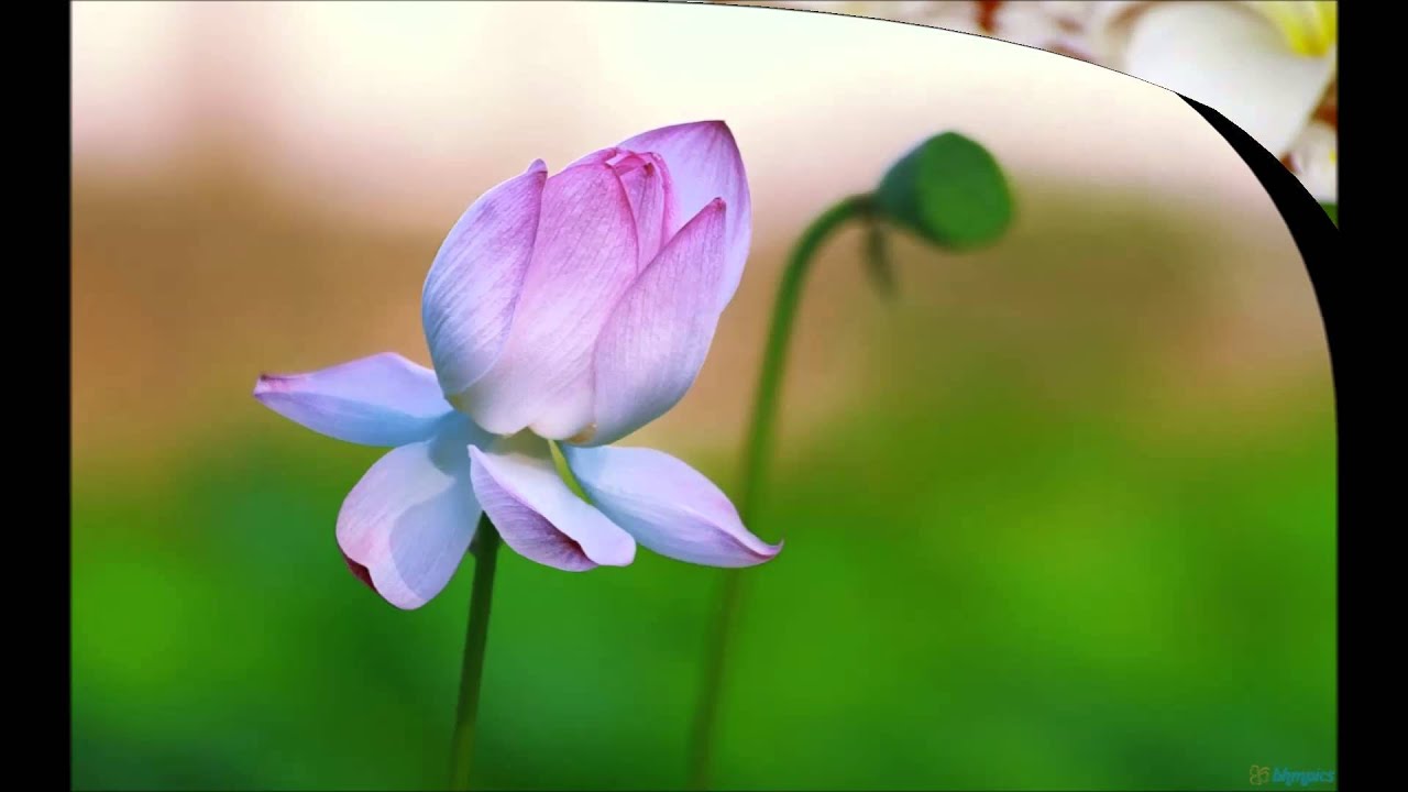 Idhar Bhi Hasin Hai, Udhar Bhi Hasin Hai Lyrics | Jadugar Daku | Mohammed Rafi | S N Tripathi