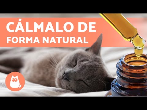 7 TRANQUILIZANTES NATURALES para GATOS 🐱✅ | Cómo Relajar a un Gato sin Medicación