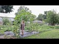 what you can grow on an 1 8 of an acre in town 🤯😲 garden tour