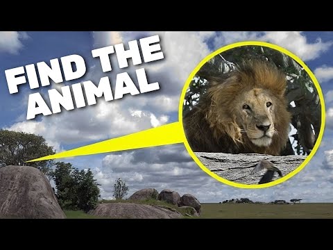 Find the Hidden Animals - Hard Challenge