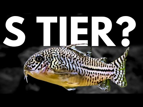 Ranking The BEST Bottom Feeder Fish (Tierlist)