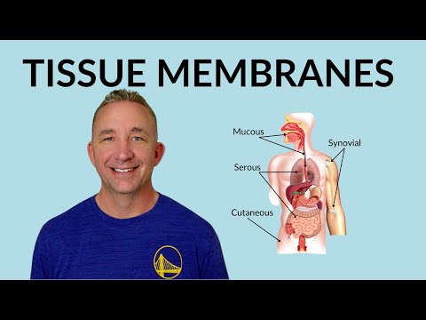 Understanding Tissue Membranes: Mucous, Serous, Cutaneous & Synovial