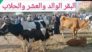 اسعار البقر الوالد والعشر والحلاب بسوق الخميس اليوم ٦ ٨ ٢٠٢٦م