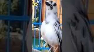 Download lagu Murai Batu Blorok Gacor mp3