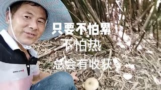 只要不怕累，不怕热，总会有收获