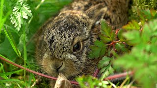 Download lagu Hare Raises Baby Leveret in My Back Garden | Discover Wildlife | Robert E Fuller mp3