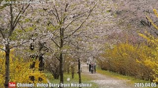 preview picture of video '広島の風景2015春 花見「安野 花祭りの桜3/4」04.05 Scenery of Hiroshima Spring,Cherry Blossom viewing,Yasuno,Akioota'
