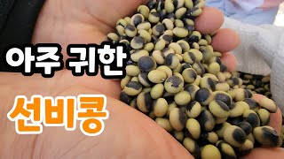 아주 귀한 선비콩! 선비들만 먹었다는 선비콩