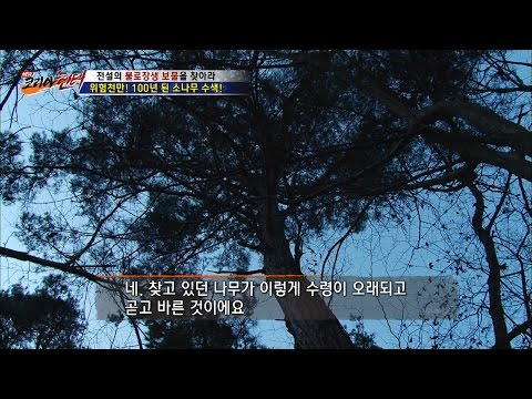 100년 넘은 소나무 발견! [뉴 코리아 헌터] 29회 20161219