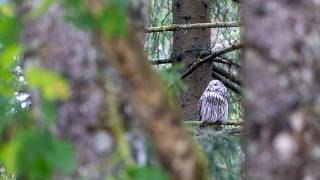 Puštík bělavý Šumava