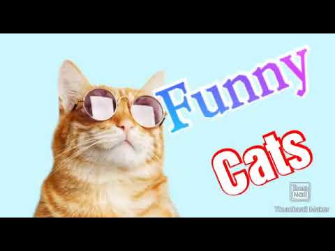 Funny cats 🐱🐈😂
