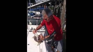 Dave McNamara - the RIGHT way to clean a crab