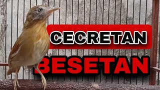 Download lagu PANCINGAN JENGGOT MINI GACORR mp3