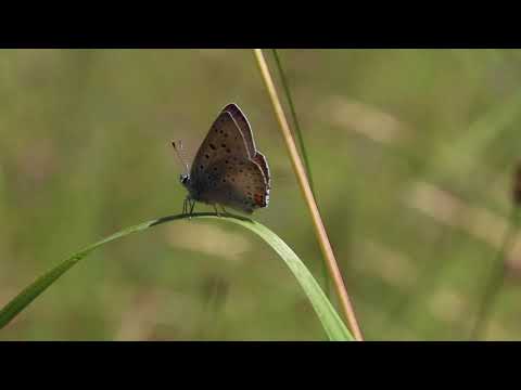 Dukatenfalter und violetter Feuerfalter in der Pfalz
