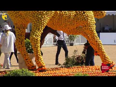 N.103 AL PICASSO - MENTON 2017 - Colts 2 years old (Class 7)