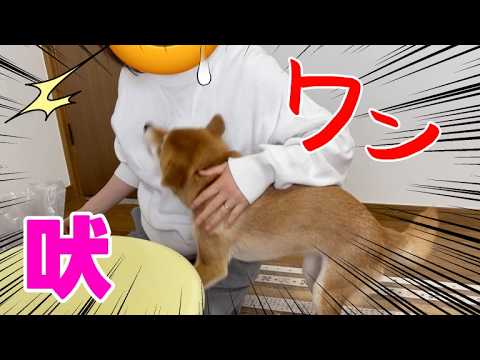 びっくり！お母さんにもフードアグレッシブ？猛抗議な柴犬小夏　ASMR　しあわせの村