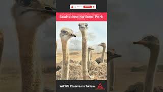 Best Wildlife Reserves To Visit In Tunisia