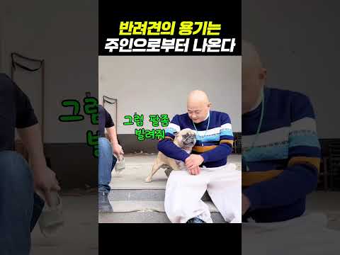 반려견 용기의 원천 - by 스포츠중계 올킬티비