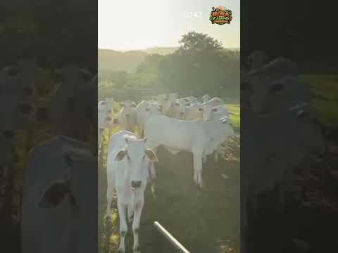 Fazenda à venda de porteira fechada 2.000 cabeças de gado #shorts #fazenda #agronegocio #gado