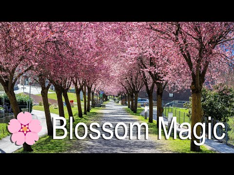 🌸 "Blossom Magic"