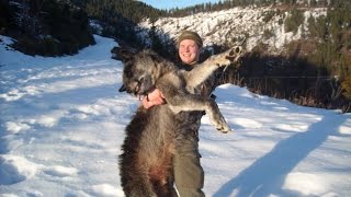 2016 Idaho Panhandle Wolf Hunting Brandon Pitcher (The effects of Wolves)