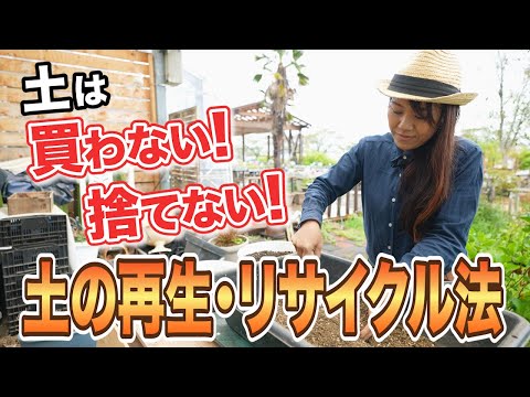 石の間から自然発生したケープデイジーの苗木