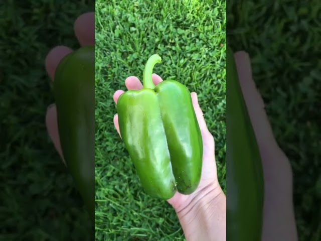 Стандарт поставки видео №1 Перец сладкий Калифорнийское Чудо