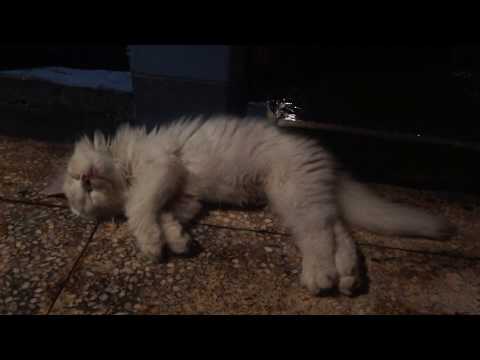 Cat breathing fast while sleeping (pls read the description)