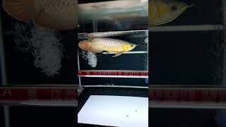Download lagu Tanning Arowana Super Red Black Background, Leaving Home for Eid Hopefully Safe #arwana #tanning ... mp3