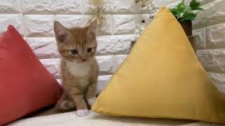 マンチカンの動画01