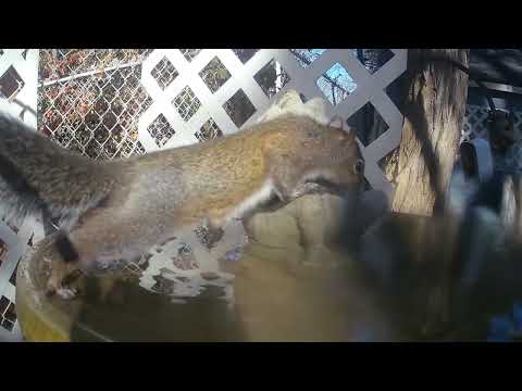 Nuthatch vs squirrel 